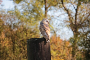 Fall owl