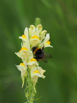 Linaria vulgaris flowers, known as yellow toadflax or butter-and-eggs