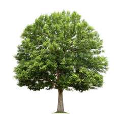 Fototapeta premium big tree isolate on white background