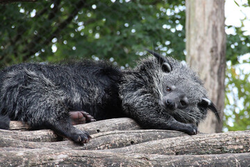 Obraz premium binturong in a zoo in france