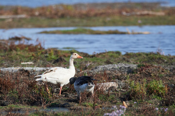 Graugans mit Leuzismus in Schweden im Herbst