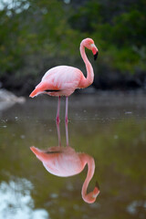Pink flamingo in Galapagos Islands