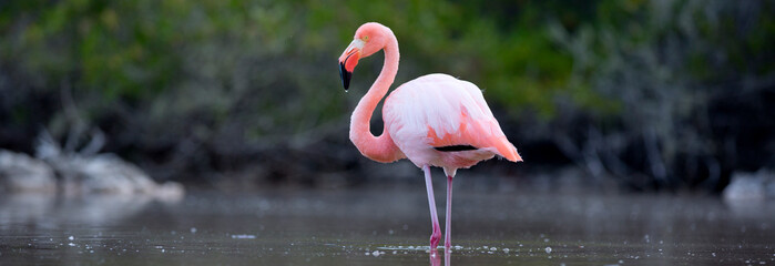 Pink flamingo in Galapagos Islands © Fernando