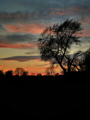 Fototapeta na wymiar Last bits of sunset with tree silhouette