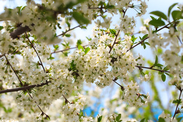 Flowering cherry against a blue sky. Cherry blossoms. Spring background.