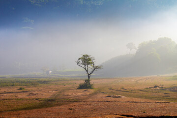 misty morning in the forest