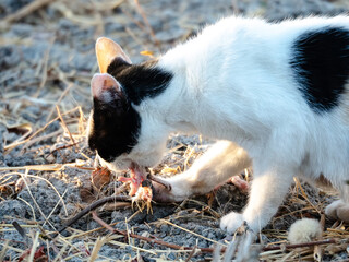 Gato salvaje de color blanco con manchas negras comiendo una rata en un descampado