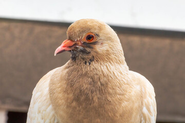 Bird III