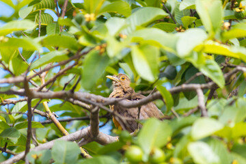 Bird II