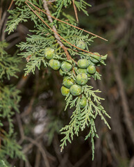 Fruits and leaves of Spanish juniper, Juniperus thurifera. Photo taken in the province of Cuenca, Spain