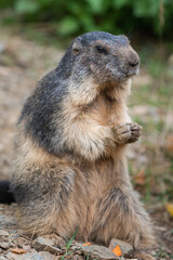 Naklejka na ściany i meble marmot in the catalan mountains