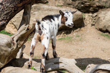 little goat in the catalan Pyrenees