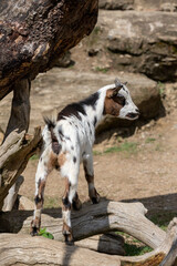 little goat in the catalan Pyrenees