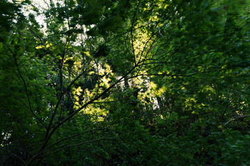 風の強い日の木漏れ日
