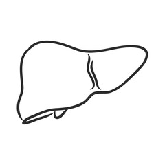 Human liver vector line icon isolated on white background. Detoxification concept. Human liver line icon for infographic, website or app. Icon designed on a grid system