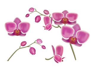 Fototapeta na wymiar Pink orchid phalaenopsis flower realistic drawing. Orchid flowers set on the white