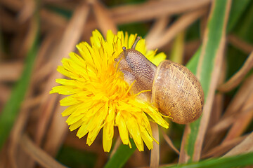 small snail crawling on a yellow flower, and eating part of its leaves - Powered by Adobe