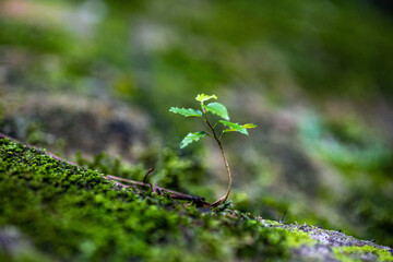 green moss on the ground