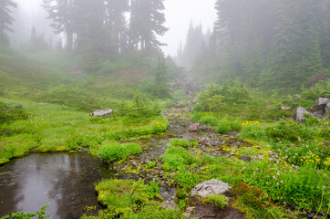 Fragment of foggy and rainy Bagley Lakes Trail at Mount Baker Park in Washington, USA