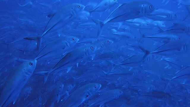 Epic Tonado of Trevally fish