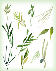 Wild herbs.Set.Pattern.Image on a white and colored background.