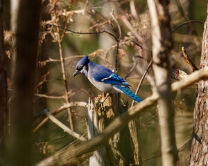 blue jay perched on a branch