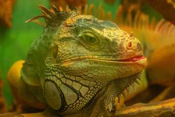 A large green scaly iguana teases and sticks out its tongue. Cheerful reptile