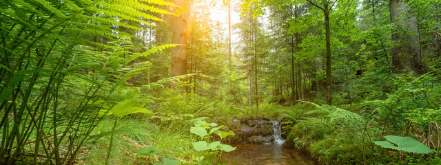 Fototapeta na wymiar Forest landscape panorama background banner - green fresh plants in the forest (fern, grass, meadow, trees) and small river