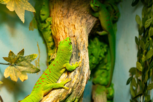 A small green and yellow Madagascar day gecko sit on the branch close-up. Reptile Phelsuma breathes under the bright sun in the jungle.