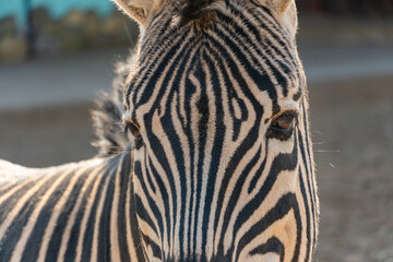 Fototapeta premium Zebra head close up looking at the camera, hoofed animal striped zebra