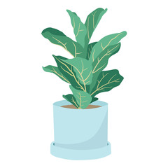 Vector illustration isolated on white background. Trending houseplant in a pot, lyre ficus or fiddle fig leaf. Design element