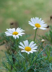 white oxeye daisy, also called dog daisy, marguerite flowers, wildflowers on natural background