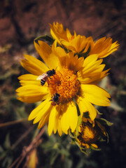 Bee on sunflower flower