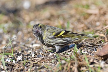 The pine siskin bird eating seeds rack from the ground 