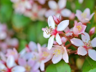 ヒメシャリンバイ1