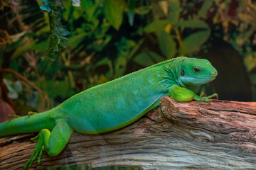 A small green day gecko sit on the branch. Reptile Phelsuma breathes under the bright sun in the jungle.