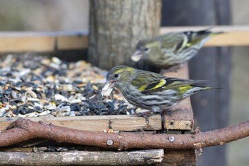The pine siskin bird eating sunflowers on feeder rack in the spring 