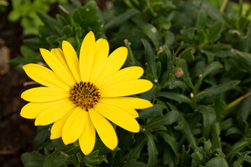 Daisy yellow