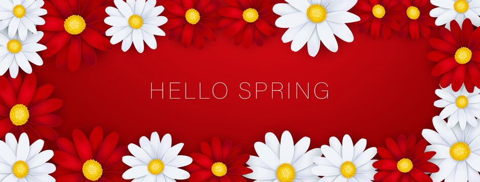 Hello Spring banner or newsletter header. White and red realistic daisy flowers. Floral design wallpaper. Vector illustration.