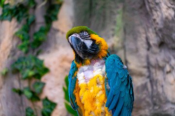 Blue and yellow macaw ara parrot with a huge beak with plucked feathers on the chest on jungle background