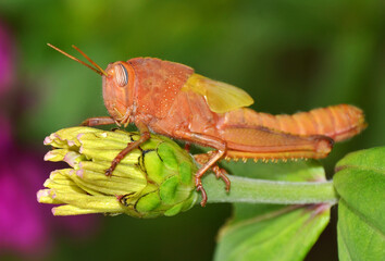closeup of young locust on the flower bud - 428831501