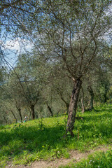 Flower meadow with olive trees in the Ligurian countryside, Italy