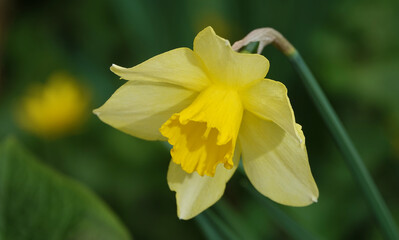 Narcissus flower yellow or false