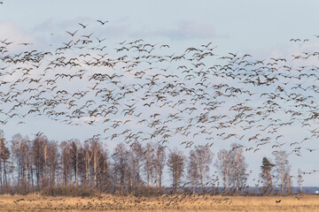 Massive flock of white-fronted  take of from their stopover site on coastal meadow in western Estonia