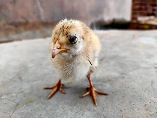 baby chicken on the ground