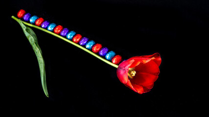 Easter eggs arranged along a red tulip stem