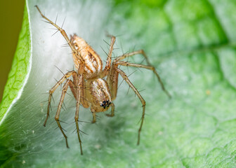 lynx spider (oxyopes sp) little spider on a fig leaf