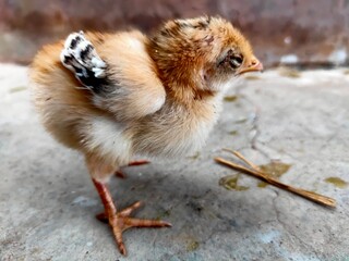baby chicken on the ground