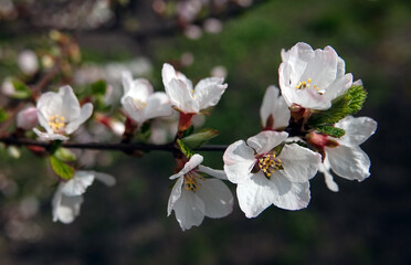 Apricot buds in spring