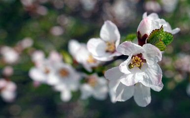 Fototapeta na wymiar Apricot buds in spring